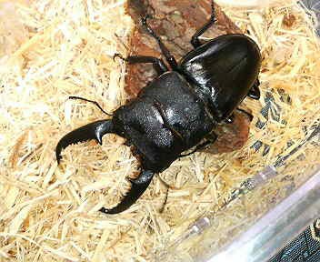 クワガタ　テラリウム 楽天市場】テラリウム クワガタの通販