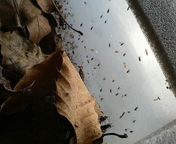 蛹救出 どしたの クロエ