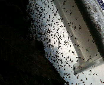 冷凍庫がない僕のコバエ対策 どしたの クロエ