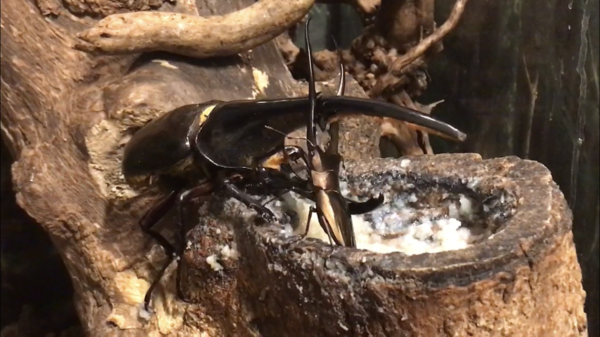 僕のテラリウムについて : どしたの？クロエ