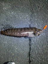 ワラズカ ダメオヤジ今まで釣れた魚など 画像 情報かもねー ワラズカ ダメオヤジ今まで釣れた魚など 画像 情報かもねー
