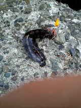 ワラズカ : ダメオヤジ今まで釣れた魚など 画像・情報かもねー