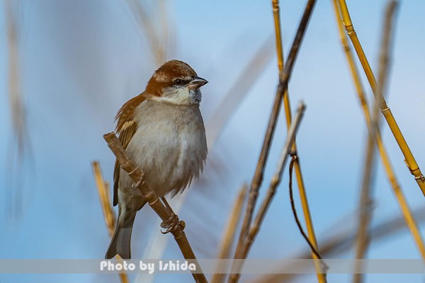 いつもの場所で 今日の野鳥プラス