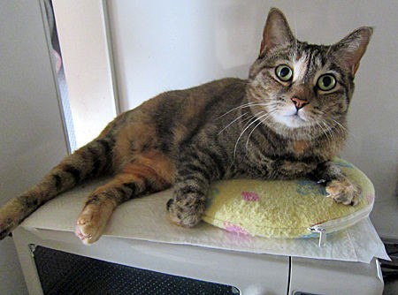 それがお前のやり方か Gomakina Azutama