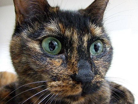 さびねこまつり Gomakina Azutama