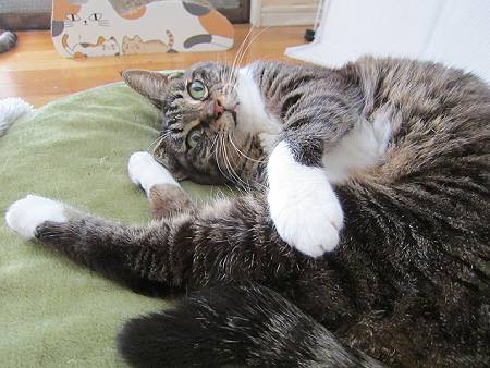 鼻水止まるも咳がでる : gomakina&azutama