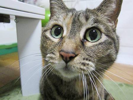 猫の会話 : gomakina&azutama