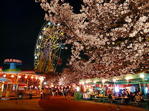 絶景 王子動物園で3年ぶり 夜桜通り抜け 開催 全国旅行の旅 絶景 王子動物園で3年ぶり 夜桜通り抜け 開催 全国旅行の旅