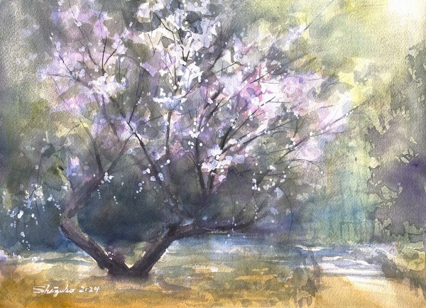 🌑🌸夜桜になってしまった白梅を洗って昼間に戻したスケッチ