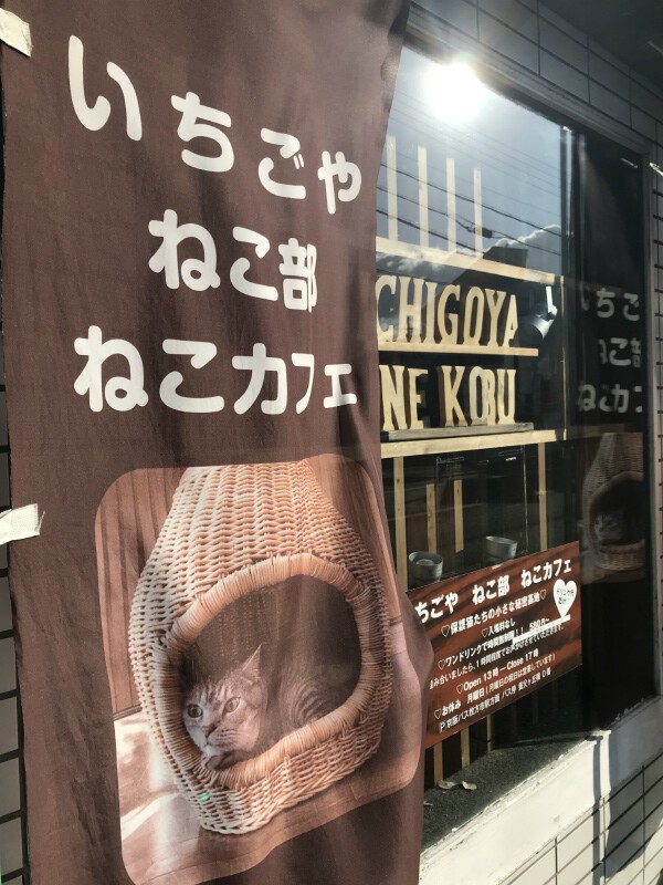 枚方の猫カフェ いちごやねこ部 へ取材に行きました 水彩的生活kurokawaの透明水彩画