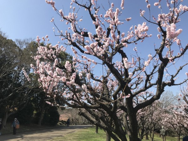 透明水彩スケッチ「あんずの花の咲く丘」鶴見緑地 : 水彩的生活