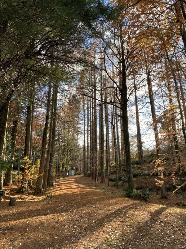 私市植物園（大阪公立大学付属植物園）に約40年超ぶりに行く
