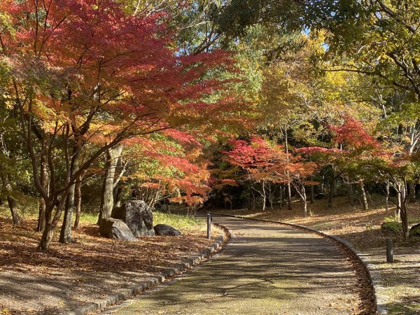 11月29日山田池公園（枚方市）の”もみじ谷🍂”でスケッチ☆彡