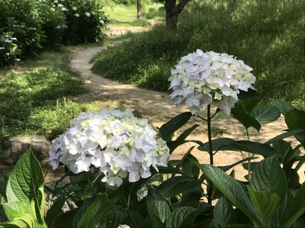 水彩画「せせらぎ」 透明水彩スケッチ「六月の潺（せせらぎ）」鶴見緑地”緑の