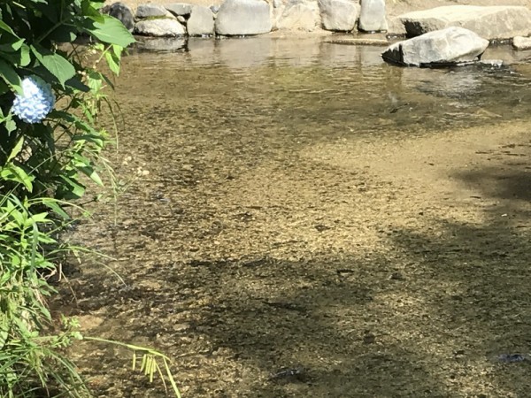 透明水彩スケッチ「六月の潺（せせらぎ）」鶴見緑地”緑の