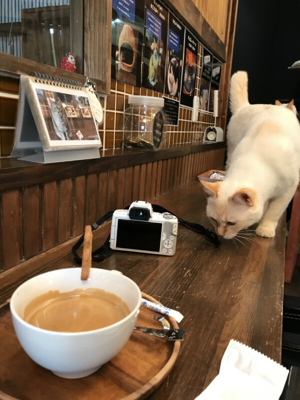 枚方の猫カフェ いちごやねこ部 へ取材に行きました 水彩的生活kurokawaの透明水彩画