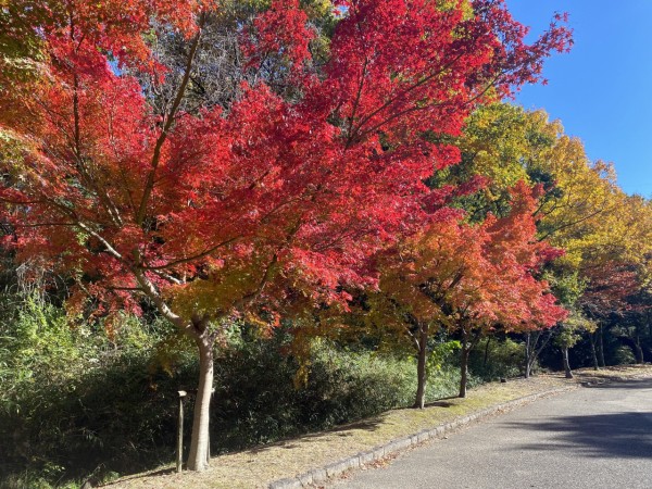 11月29日山田池公園（枚方市）の”もみじ谷🍂”でスケッチ☆彡