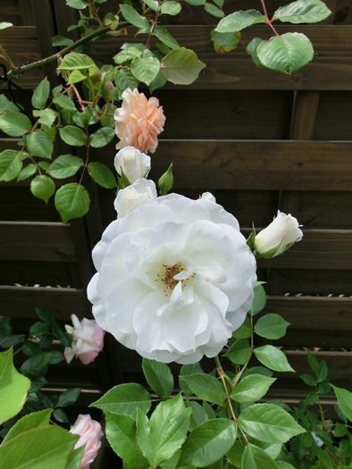 庭のバラと家の薔薇 カフヱー花園