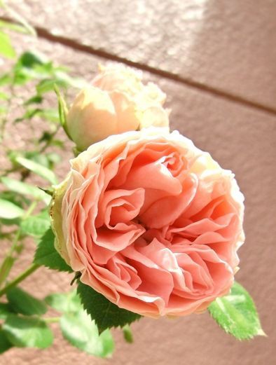 庭のバラと家の薔薇 カフヱー花園