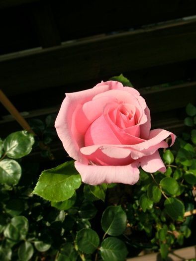 庭のバラと家の薔薇 カフヱー花園