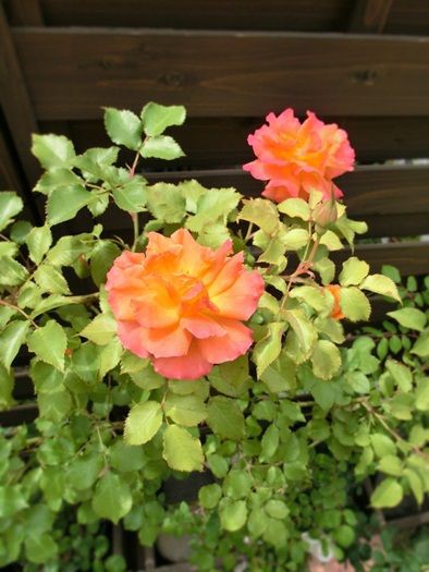 庭のバラと家の薔薇 カフヱー花園