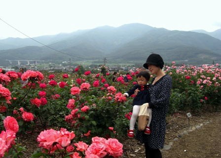 坂城町のバラ祭り カフヱー花園