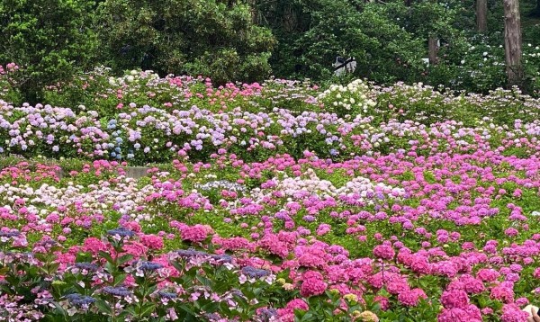 千葉県茂原市 服部農園あじさい屋敷 見える景色全て紫陽花 ロップイヤー日記 千葉グルメ編