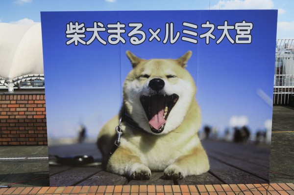 世界一有名な 柴犬まる が大宮ルミネにやってきた ロップイヤー日記 千葉グルメ編 世界一有名な 柴犬まる が大宮ルミネにやってきた ロップイヤー日記 千葉グルメ編