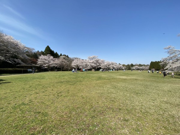 若葉区 泉自然公園 の桜が大満開 ロップイヤー日記 千葉グルメ編