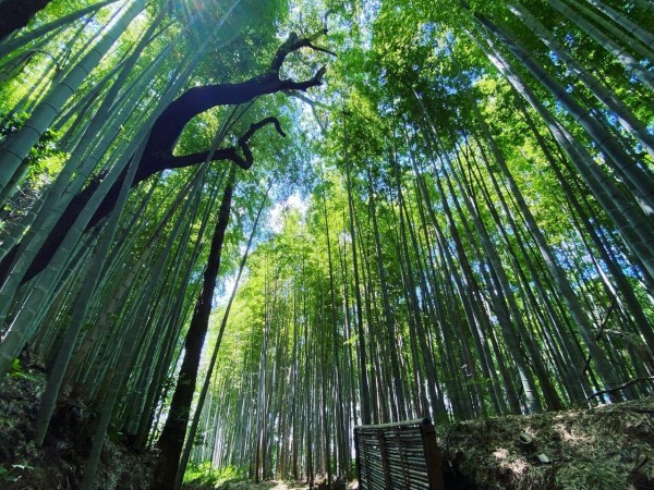 千葉県佐倉市 ひよどり坂の素晴らしき竹林 ロップイヤー日記 千葉グルメ編