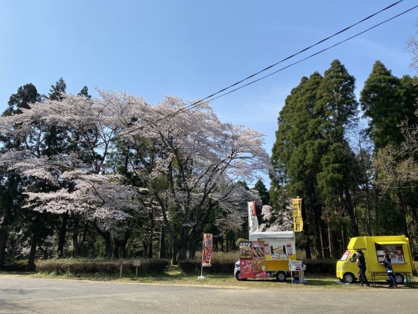 若葉区 泉自然公園 の桜が大満開 ロップイヤー日記 千葉グルメ編