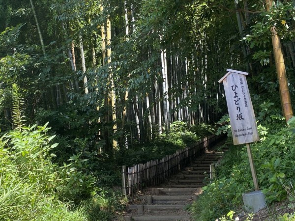 千葉県佐倉市 ひよどり坂の素晴らしき竹林 ロップイヤー日記 千葉グルメ編