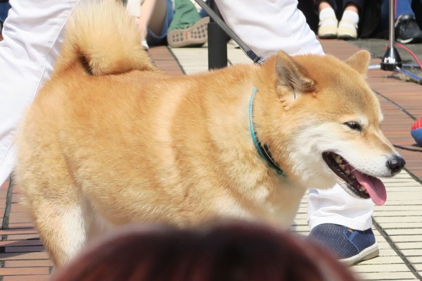 世界一有名な 柴犬まる が大宮ルミネにやってきた ロップイヤー日記 千葉グルメ編