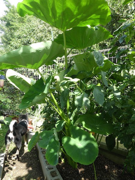 里芋を収穫 のはずが 黒柴ルイときどき家庭菜園