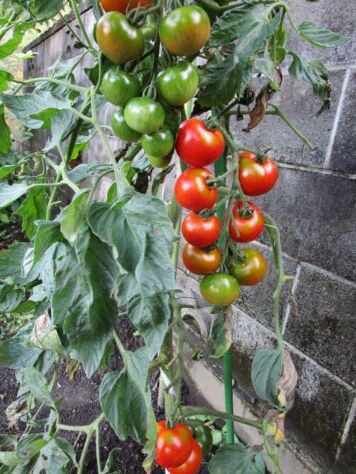 トマトの収穫 続 くろうさぎの独り言