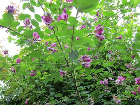 萩の花言葉を 続 くろうさぎの独り言