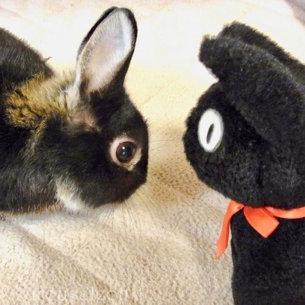 魔女の宅急便 『ニシンとカボチャのパイ』の再現料理〜 : 【黒いうさぎ