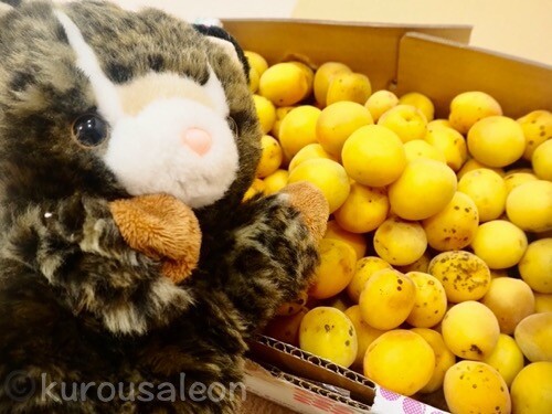 チーバくん ＃クロネコヤマト／コンパクト便 ＃しげつのようかん