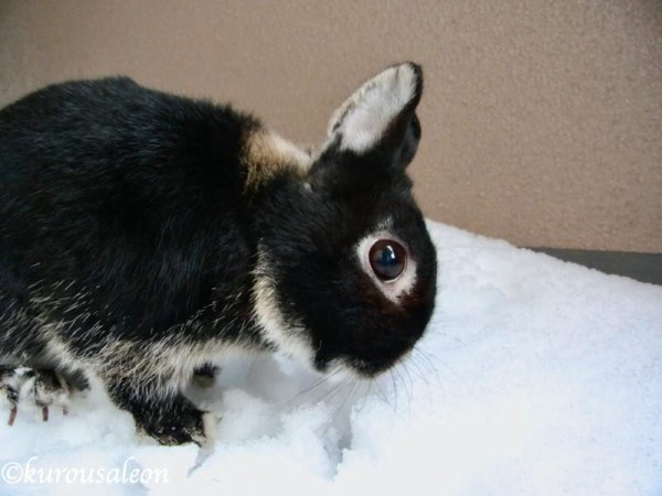 21スタートしました 黒いうさぎのれおんくん