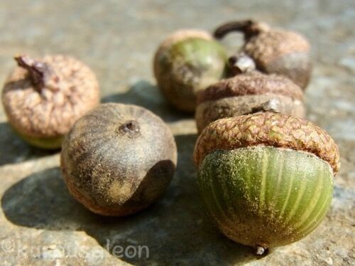 どんぐり ピンオーク 実生苗 Ｄ どんぐり ピンオーク 実生苗 D