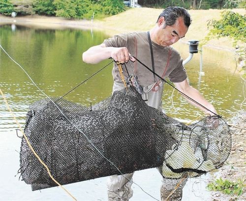 新装置開発 ザリガニ大量捕獲 一度に80 200匹 くるちゃんねる