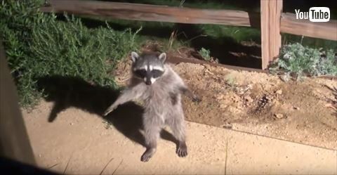 アライグマのこのポーズかわいすぎるｗｗｗｗ くるちゃんねる