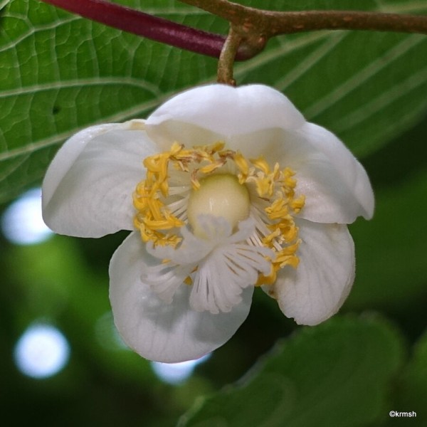 マタタビ 木天蓼 マタタビ科 明星 耳納山系で見かけた樹木