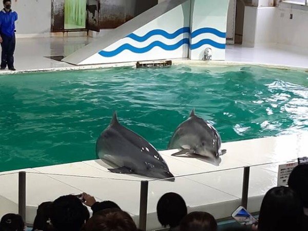 言うことを聞かない おたる水族館のペンギンショーがすごい やる気がない あいまいだいありー