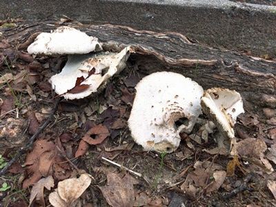 長雨後のワンコのお散歩には気を付けて キノコ発生中 鎖屋兄弟の奮闘記