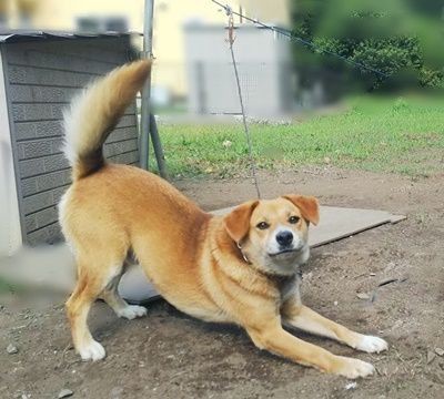 元気すぎるミックス犬用に係留用チェーンをお作りしました 鎖屋兄弟の奮闘記