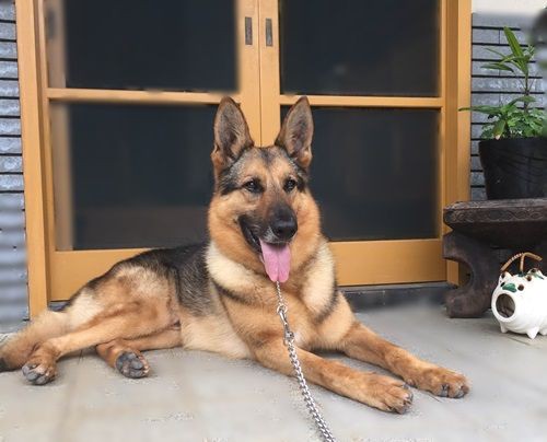 引退した警察犬 シェパード 用に係留用チェーンをお作り致しました 鎖屋兄弟の奮闘記