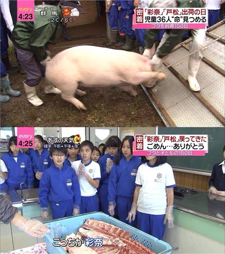 小学生が飼育した豚を出荷 肉になって戻ってきた 画像あり Dqnニュース ﾉ