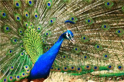 画像 クジャクのオスとメスの差wwwwwwwww Dqnニュース ﾉ