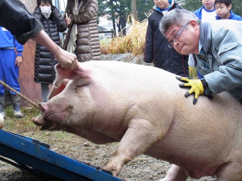 小学生が飼育した豚を出荷 肉になって戻ってきた 画像あり Dqnニュース ﾉ